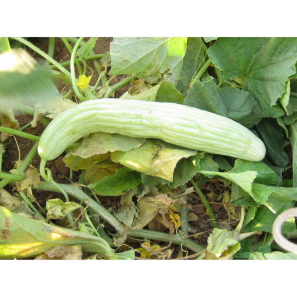 Armenian_cucumber