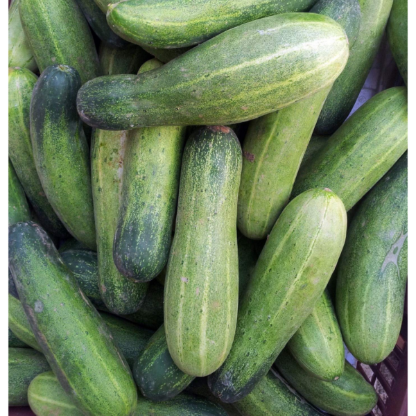 Cucumber