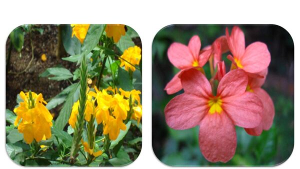 Chillatai Combo Yellow and Orange Colour Aboli/Fire Cracker Flower Live Plants (2 Plants)