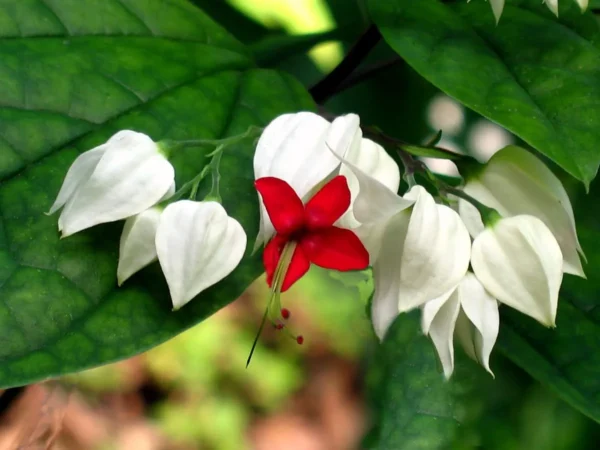 Chillatai Beautiful Ornamental Kadala Poovu Flowering Plant / Clerodendrum thomsoniaen Healthy Live Plant With Safe & Secure Packing ( 2 feets to 4 feets Height Plant ) - Image 4