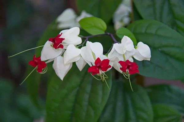 Chillatai Beautiful Ornamental Kadala Poovu Flowering Plant / Clerodendrum thomsoniaen Healthy Live Plant With Safe & Secure Packing ( 2 feets to 4 feets Height Plant )