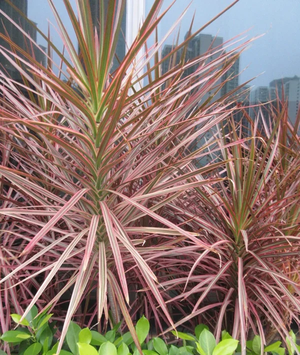 Chillatai Beautiful Ornamental Red Edged Dracaena Marginata Pack of 1 Healthy Live Plant With Safe & Secure Packing