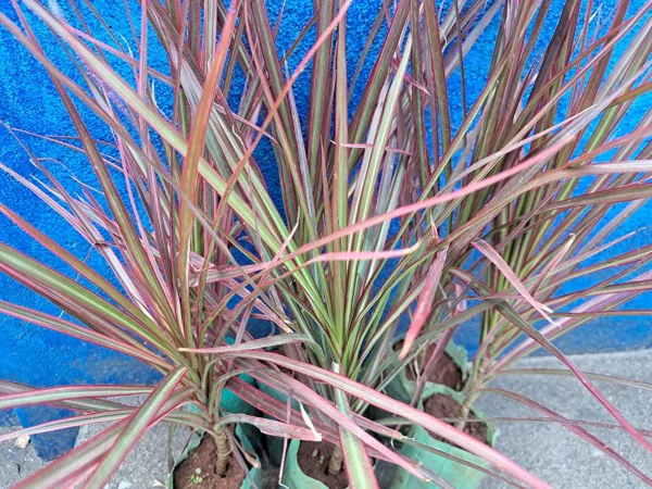 Chillatai Beautiful Ornamental Red Edged Dracaena Marginata Pack of 1 Healthy Live Plant With Safe & Secure Packing - Image 4