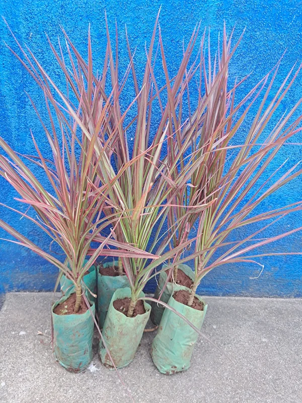 Chillatai Beautiful Ornamental Red Edged Dracaena Marginata Pack of 1 Healthy Live Plant With Safe & Secure Packing - Image 2