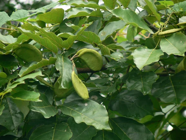 Chillatai Punga maram / Pongam / Honge mara Millettia pinnata Healthy Live Plant - Image 2