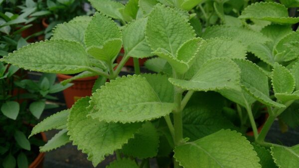 Chillatai Ajwain / Mexcican Mint / Karpooravalli Live Plant (Medicinal Herb Plant For Home Garden)