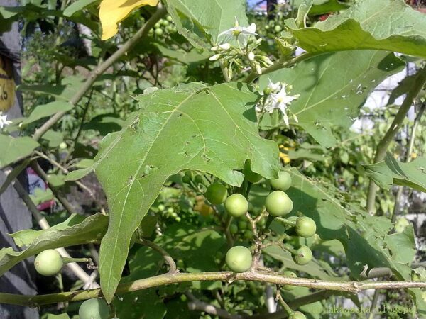 Chillatai சுண்டக்காய் செடி / Sundakai Healthy Live Vegetable Plant