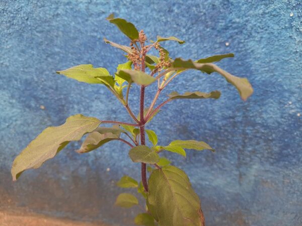 Chillatai கருந்துளசி / Karunthulasi Healthy Live Medicinal Plant With Safe & Secure Packing - Image 2