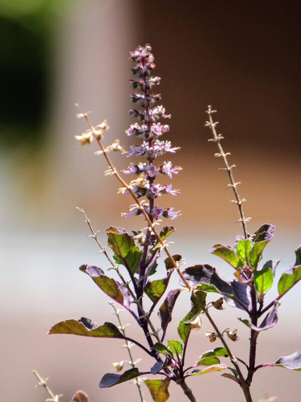 Chillatai கருந்துளசி / Karunthulasi Healthy Live Medicinal Plant With Safe & Secure Packing - Image 3