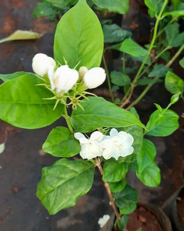 Chillatai Double Layer Jasmine Plant/Addukku Malli/Aduku Malligai Poo Live Plant