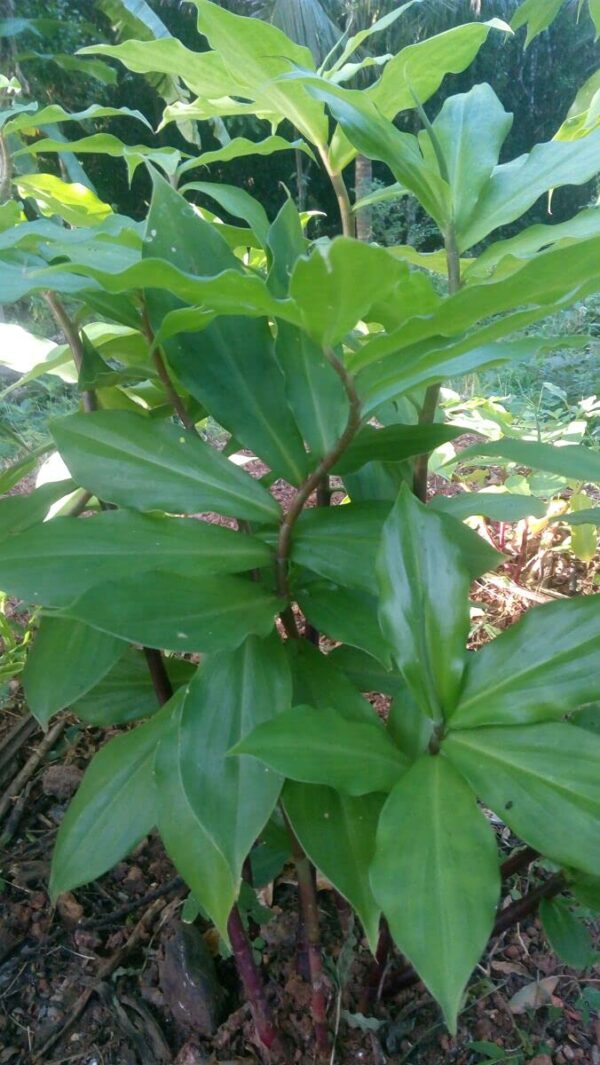 Chillatai  Insulin Plant/Costus Igneus Live Medicinal Plant With Safe & Secure Packing