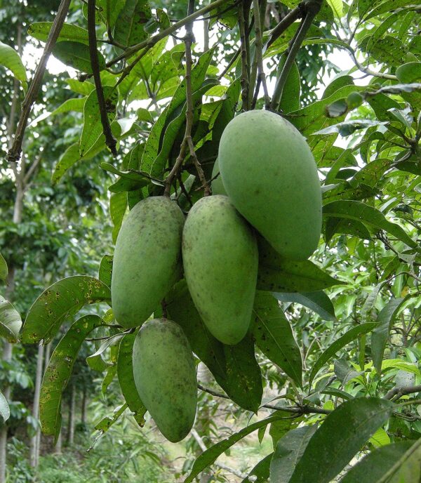 Chillatai Grafted Short Variety All Time Thai Mango Fruit Healthy Live Plant With Safe & Secure Packing (1.5 to 2 Feet Heigh Plant) - Image 2