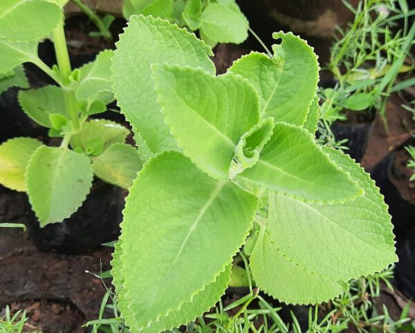 Chillatai Karpooravalli/Omavalli/Panikoorka Medicinal live plant - Image 2