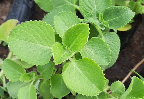 Chillatai Karpooravalli/Omavalli/Panikoorka Medicinal live plant