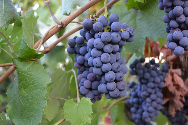 Chillatai Kala Angoor/Black Grapes Healthy Live Plant With Safe & Secure Packing - Image 2