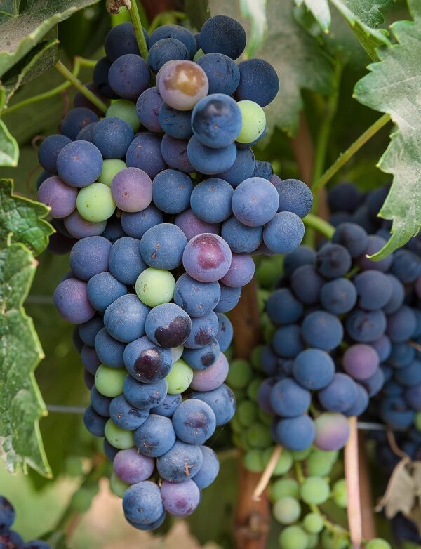 Chillatai Kala Angoor/Black Grapes Healthy Live Plant With Safe & Secure Packing