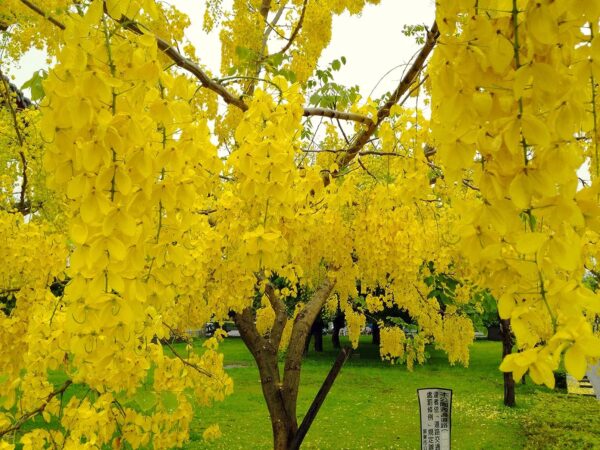 Chillatai Golden Shower Tree / Kanikonna Plant With Safe & Secure Packing