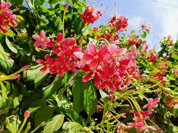 Chillatai Madhumalati / Rangoon Creeper Live Plant