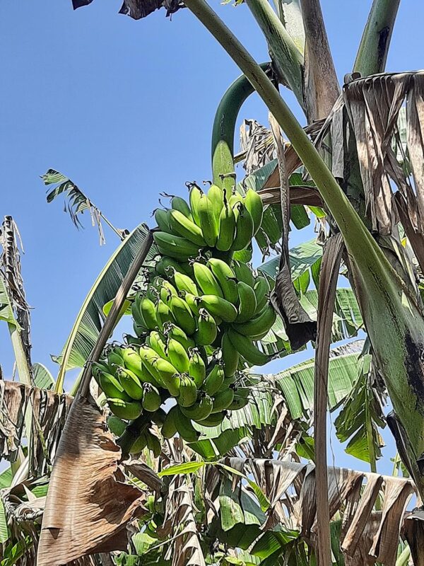 Chillatai Kolikoodu Banana/Rasthali Banana Live Plant - Rhizome Plant With Safe & Secure Packing - Image 3