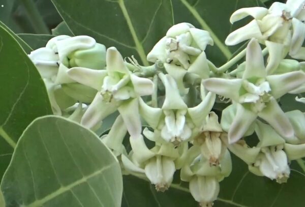 Chillatai Rare White Madar Plant / Calotropis Gigantea / Safed Aak Live Healthy Plant - Image 2