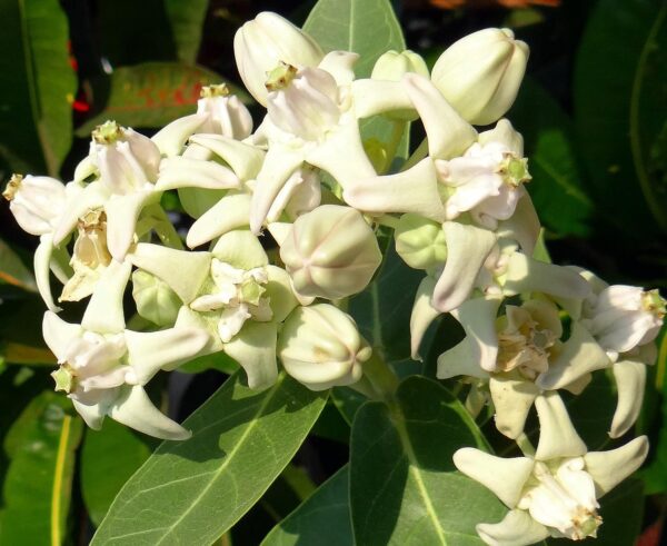 Chillatai Rare White Madar Plant / Calotropis Gigantea / Safed Aak Live Healthy Plant