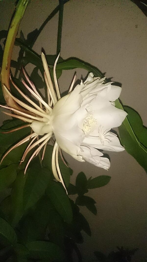 Chillattai Brahma Kamal/Queen of The Night Healthy Live Flowering Plant With Safe & Secure Packing - Image 3