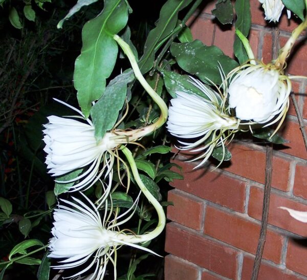 Chillattai Brahma Kamal/Queen of The Night Healthy Live Flowering Plant With Safe & Secure Packing