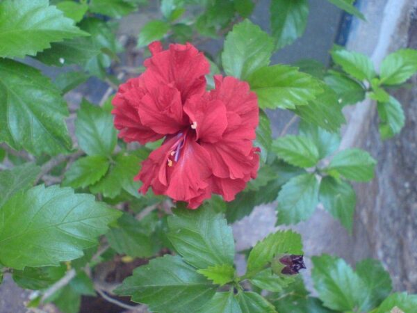 Chillatai Plants Hibiscus/Sembaruthi Red Double Flower Live Plant