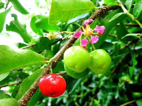 Chillatai Plants Rare Barbados Cherry Fruit Plant/Acerola cherry Healthy Live Plant - Image 2