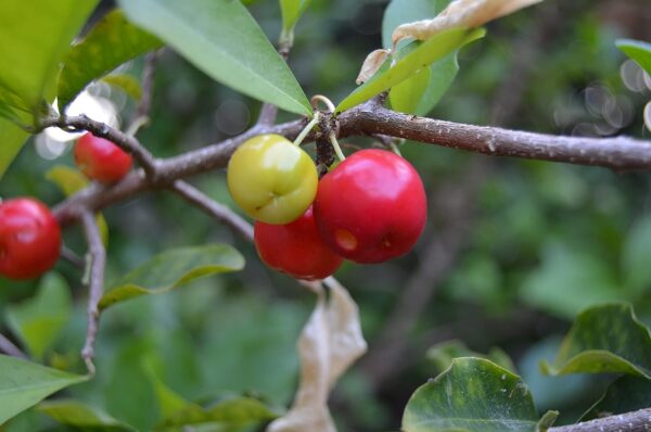 Chillatai Plants Rare Barbados Cherry Fruit Plant/Acerola cherry Healthy Live Plant - Image 3