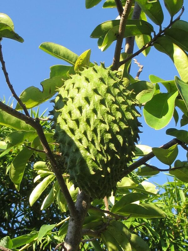 Chillatai Plants Rare Exotic Mullatha Fruit Plant/Annona Muricata/Soursop Healthy Live Plant