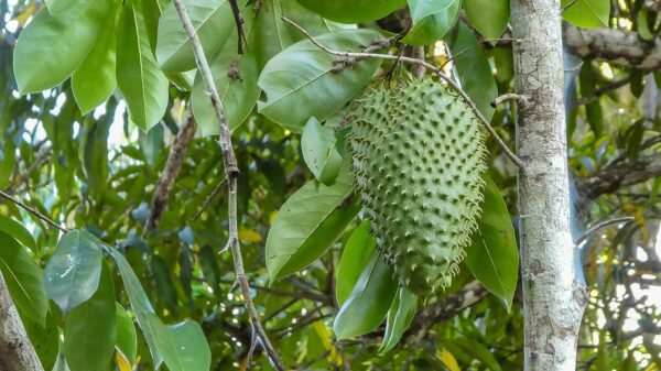 Chillatai Plants Rare Exotic Soursop/Mull Seetha Healthy Live Plant