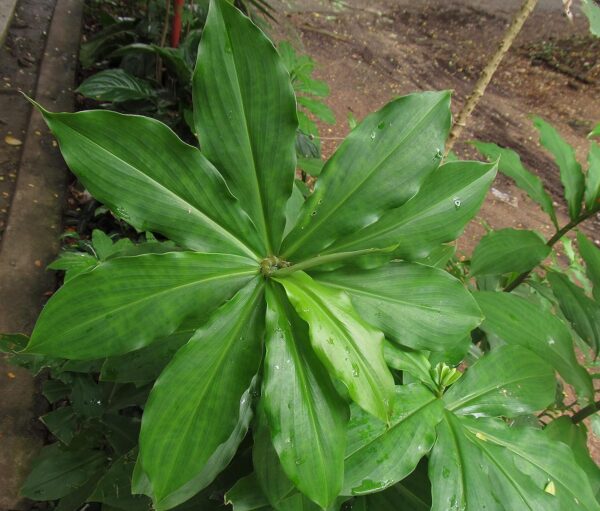 Chillatai 2 Medicinal Costus Igneus Plant/Insulin Live Medicinal Plant Pack of 2 Plants - Image 2