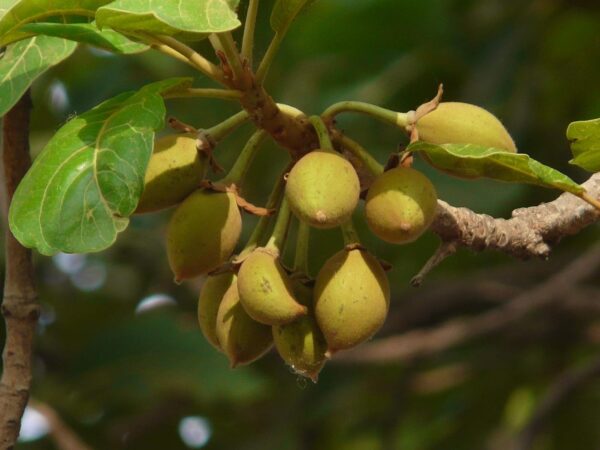 Chillatai Rare Medicinal Mahua Tree/Madhuca longifolia Live Plants - Image 2