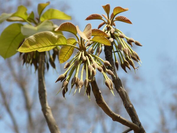 Chillatai Rare Medicinal Mahua Tree/Madhuca longifolia Live Plants - Image 3