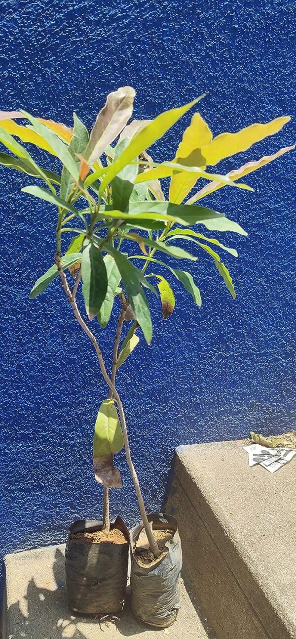 Chillatai Rare Medicinal Mahua Tree/Madhuca longifolia Live Plants