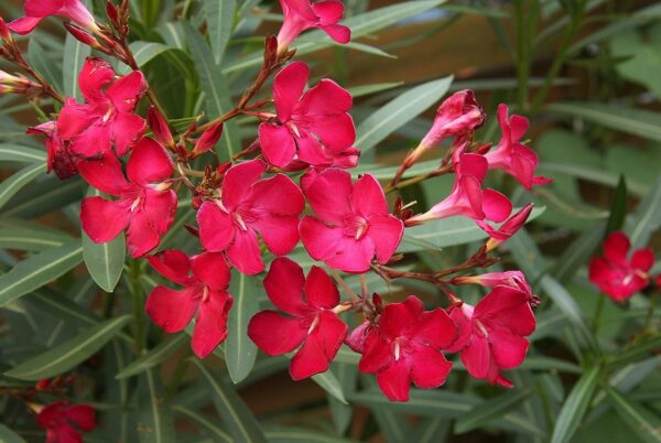 Chillatai Rare Sevvarali Live Plant/Red Nerium Oleander Live Plant