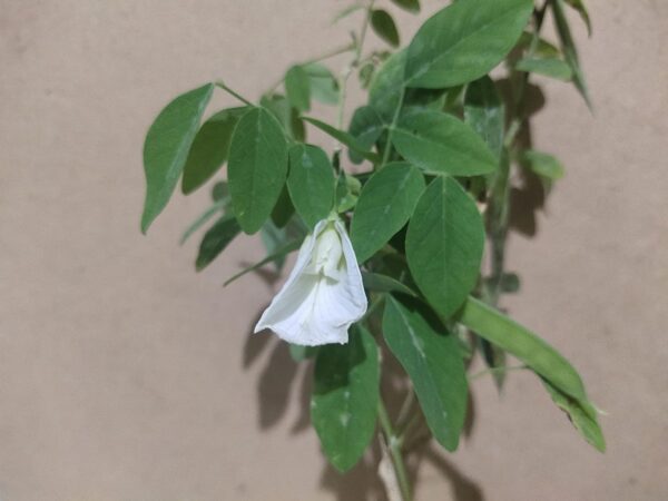 Chillatai Rare White Aparajita Flower/Shankupushpi Healthy Live Plant - Image 2