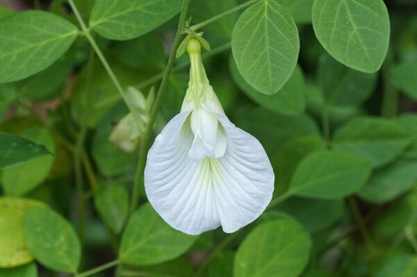 Chillatai Rare White Aparajita Flower/Shankupushpi Healthy Live Plant