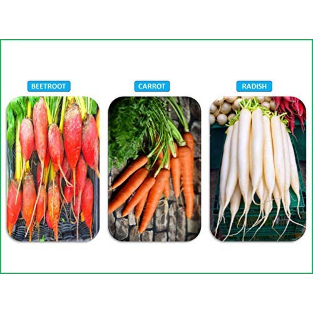 Chillatai Combo Root Vegetable Seeds (Carrot, Radish, Beetroot) - Image 2