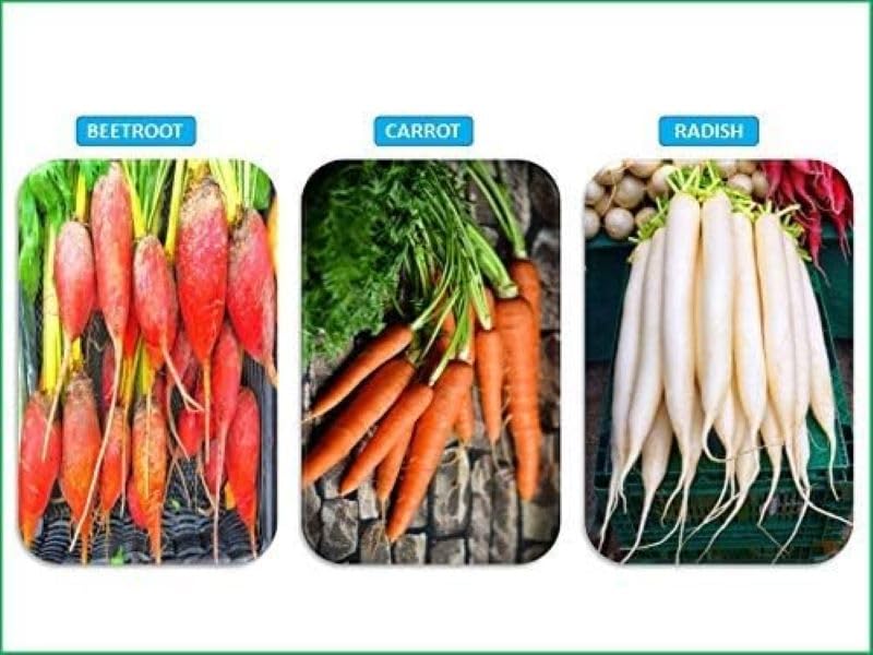 Chillatai Combo Root Vegetable Seeds (Carrot, Radish, Beetroot) - Image 4