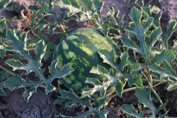 Chillatai Hybrid Kallangadi seeds/Water Melon Seeds/Tarbuj Seeds -15 Seeds - Image 4