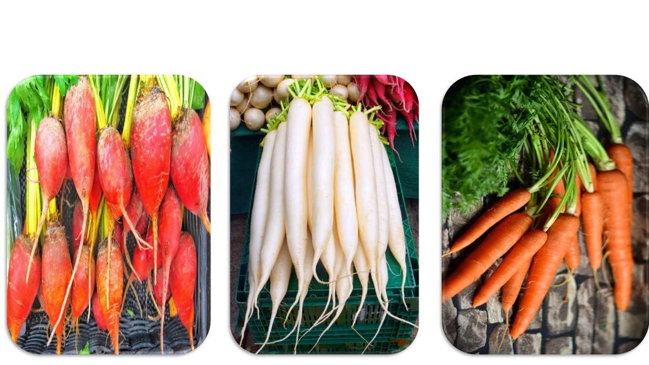 Chillatai Combo Root Vegetable Seeds (Carrot, Radish, Beetroot) - Image 5