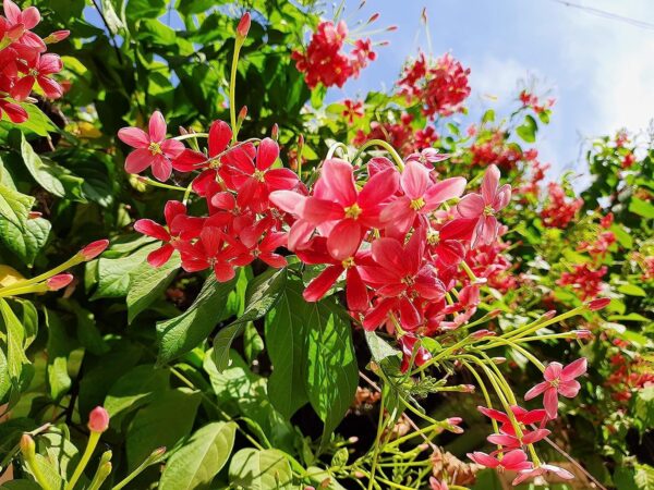 Chillatai Madhumalati / Rangoon Creeper Live Plant - Image 3